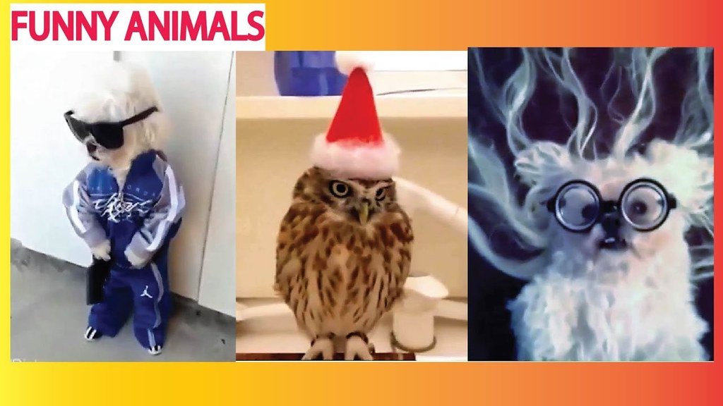 TheFunBuzz's tweet image. youtu.be/DMU34nwe04g ★Try Not To Laugh or Grin ★ Funny Animals Fails Vines Compilation 2016 (Part 2)