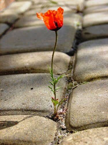 Estrella51Ahora's tweet photo. Natures Perfect Motivational Speech Without Speaking a Word...🌿🌻🍃🍂 https://t.co/nifloxUsAH