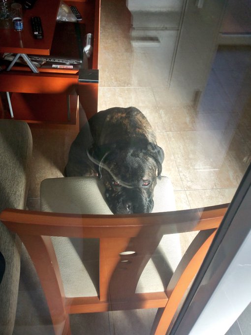 My boy waiting for his food #puppy #CaneCorso #Food #Jake https://t.co/Pq0ALd1Vma<a href="/tag/puppy"class="tags">#puppy</a><a href="/tag/canecorso"class="tags">#CaneCorso</a><a href="/tag/food"class="tags"><span>#food</span></a><a href="/tag/jake"class="tags"><span>#jake</span></a>
