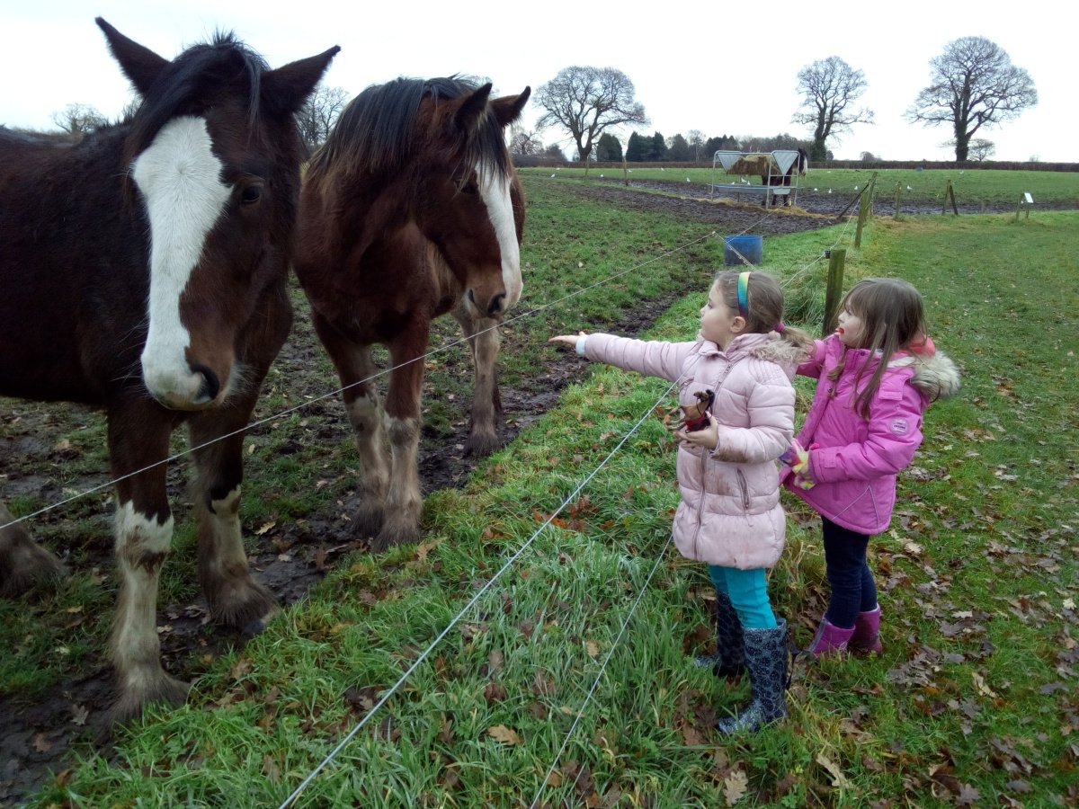 Richard Beatson (@richard_beatson) on Twitter photo Great afternoon <a href="/CotebrookShires/">Cotebrook Shire Horse Centre</a> yesterday. Met Santa and fed the Chickens. Daughter and her cousin loved stroking Bonnie Lassie and Laggan. Great afternoon <a href="/CotebrookShires/">Cotebrook Shire Horse Centre</a> yesterday. Met Santa and fed the Chickens. Daughter and her cousin loved stroking Bonnie Lassie and Laggan.