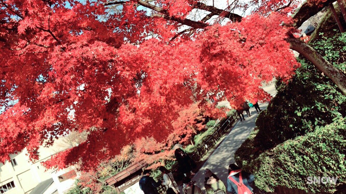 oresama011482's tweet photo. 紅葉🍁 第1弾 https://t.co/PQUztJZrDE