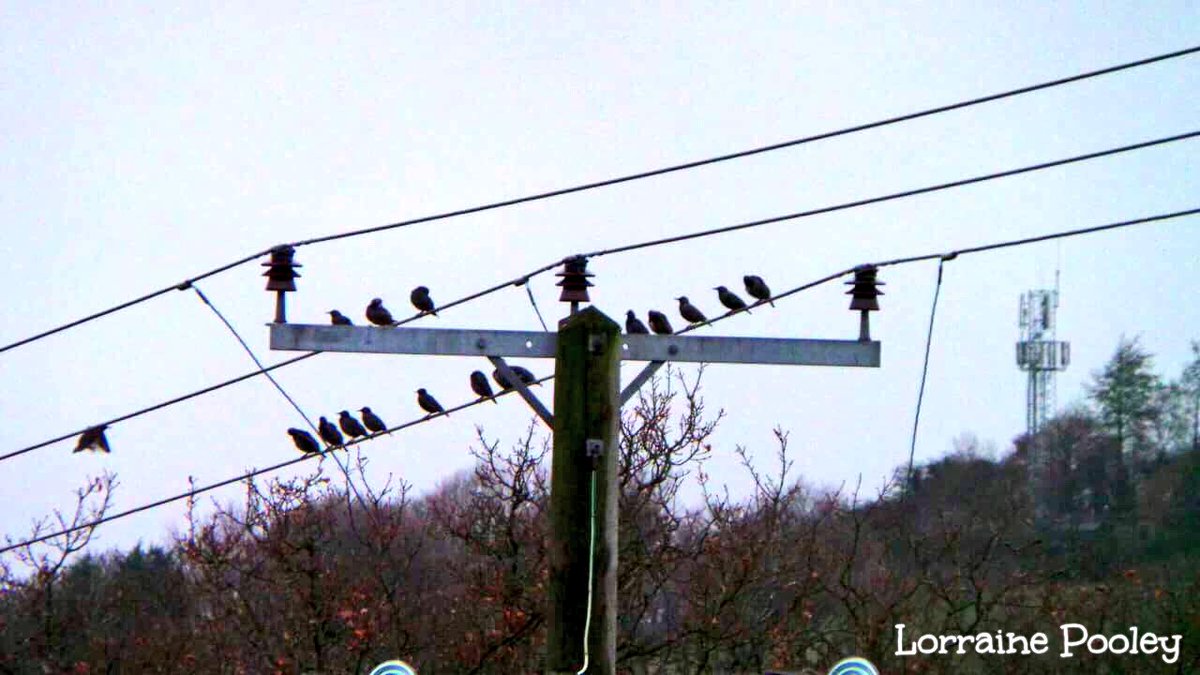 SaveOurSparrows's tweet image. @TPAS0001 #Starling #Gathering on #TelegraphPole by the side of the #LeedsLiverpool #Canal - some #Vintage ones along this stretch.