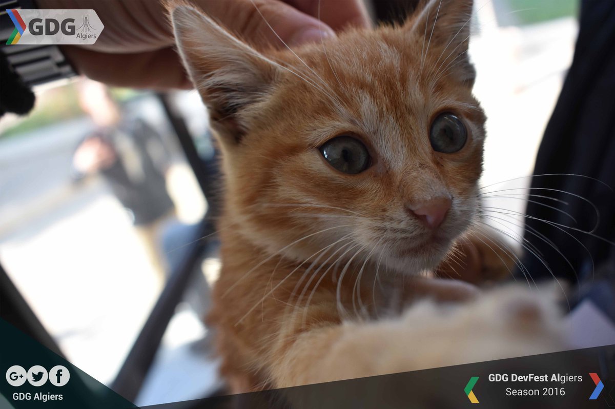 GDG_Algiers's tweet image. Unexpected guest at #DevFest2016 ! Even his lovely #cat couldn't miss our event!
#DevFest #GDGAlgiers
PC: @azrou_pic