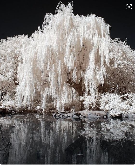 ThriftyTreeInc's tweet photo. Beautiful Weeping Willow Covered in Snow 
#PhotoOfTheDay #WeepingWillow #LetItSnow #ThriftyTreeService https://t.co/jWKBm2yrQZ
