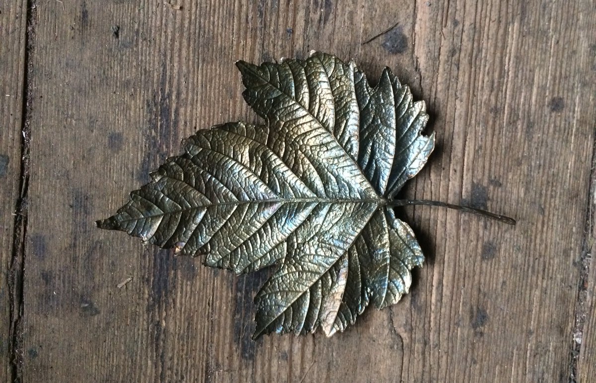 walkinglantern's tweet photo. #bronze #raspberry #leaf #bronzeleaf #botanicMonday #naturetransformed #leafart https://t.co/Wj9TrLccf8