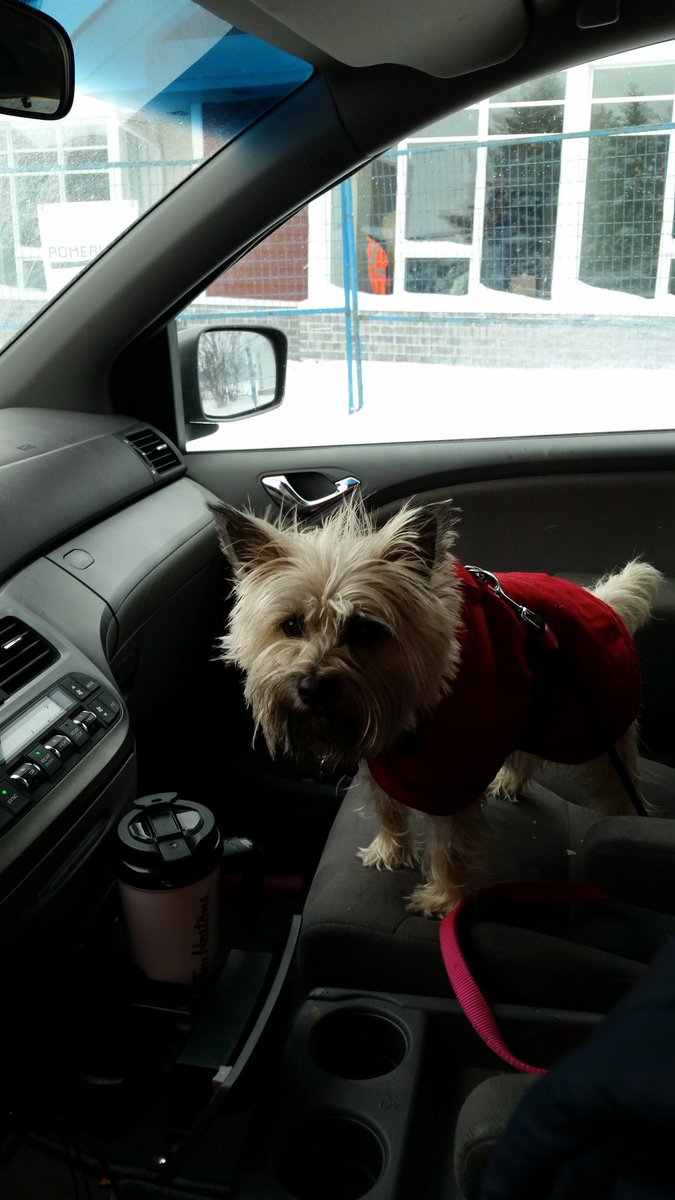 TillyTheCairn's tweet image. After a snowy walk, waiting at the drive thru @TimHortons for mom's double double and my doggie-timbit! #dogsofwinter #Coffee
