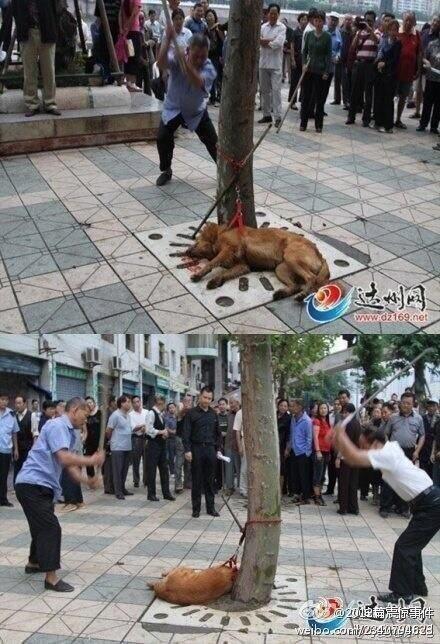 pp65547's tweet photo. @jimEastridge1 China and Korea too
#DogEto #Korea #China #DogEter #CatEto https://t.co/lbrcZmcbnW
