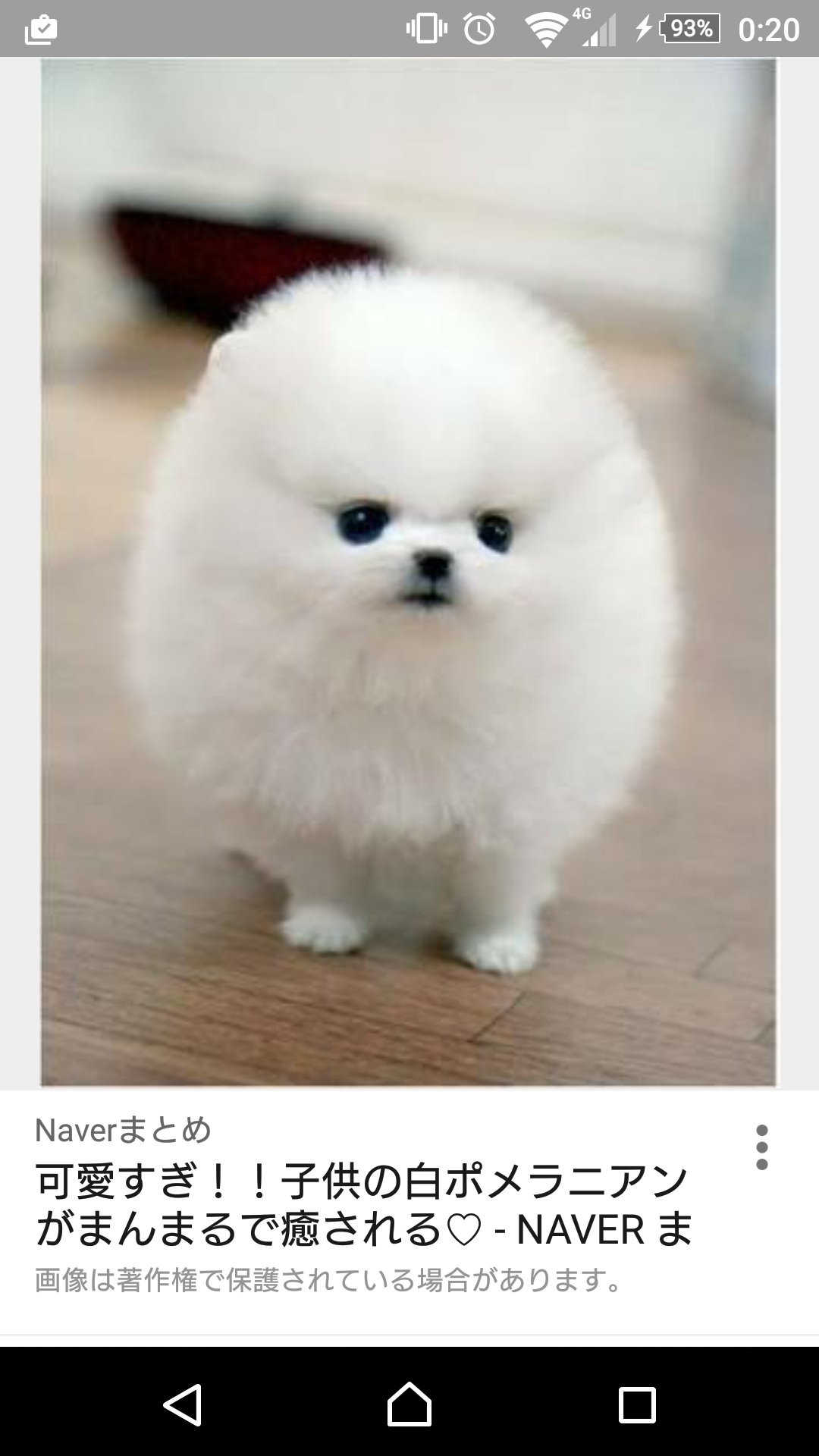 十束おとは おとはす No Twitter 白い丸い犬本当にかわいい お洒落な街によくいる白い丸い犬 なんていう種類なの白い丸い犬 Twitter