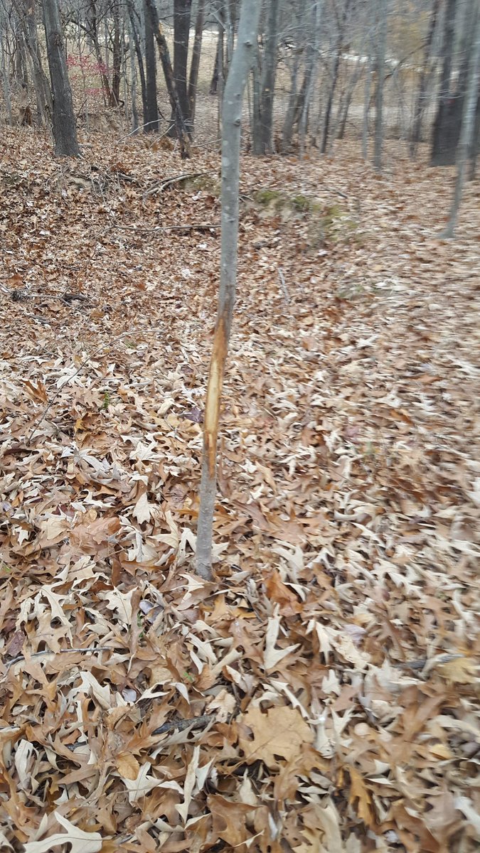 HuntressApril's tweet photo. Who loves seeing this where they're hunting?! #ilikebigrubs #rubline #honeyhole #nature #nofilterneeded https://t.co/Gj4erJVTmT