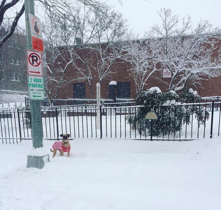 humaneworldorg's tweet photo. Do this if you see a pet left in the cold → https://t.co/zwWwKdjlEK https://t.co/x6jR2Sd0Ps