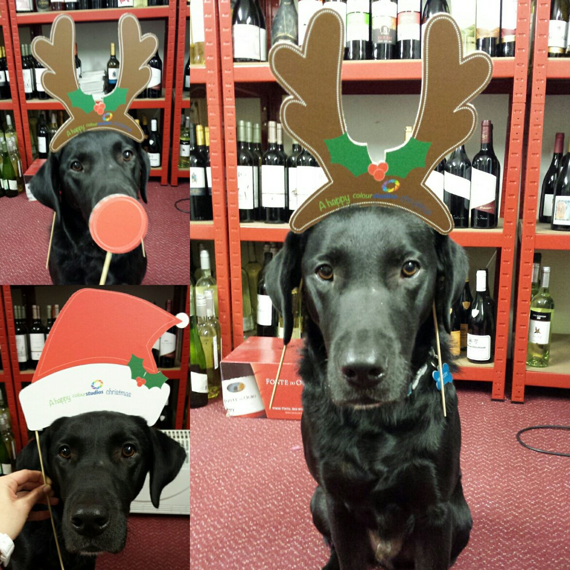 Bentley the black lab getting into the Christmas spirit, with the help of some bribery (treats)..  <a href="/ColourStudiosUK/">Colour Studios</a> Thanks for the props!