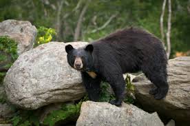 jackcoyle05's tweet photo. By preserving forest areas and properly disposing of trash, in 100 years I will still be able to see a black bear! #ENWC201 #thisisforclass https://t.co/lXRnt7aHRf