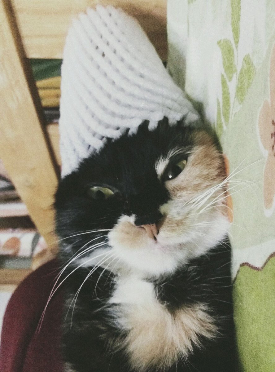Chanyc580's tweet photo. New hat for my cat inspired by @BoyGeorge 😂 https://t.co/GP1MLyqFhD
