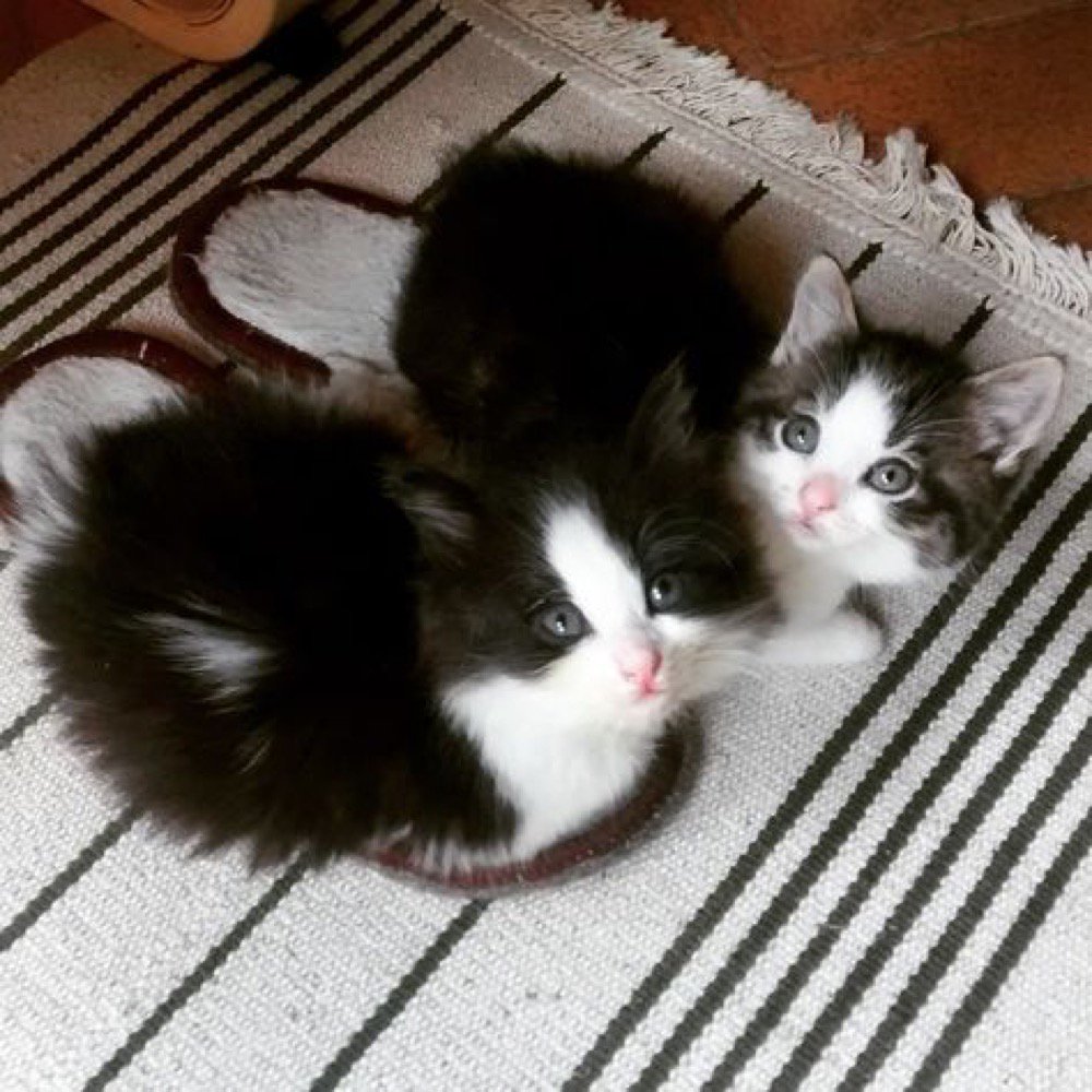 Have you ordered you slipper warmers this winter?