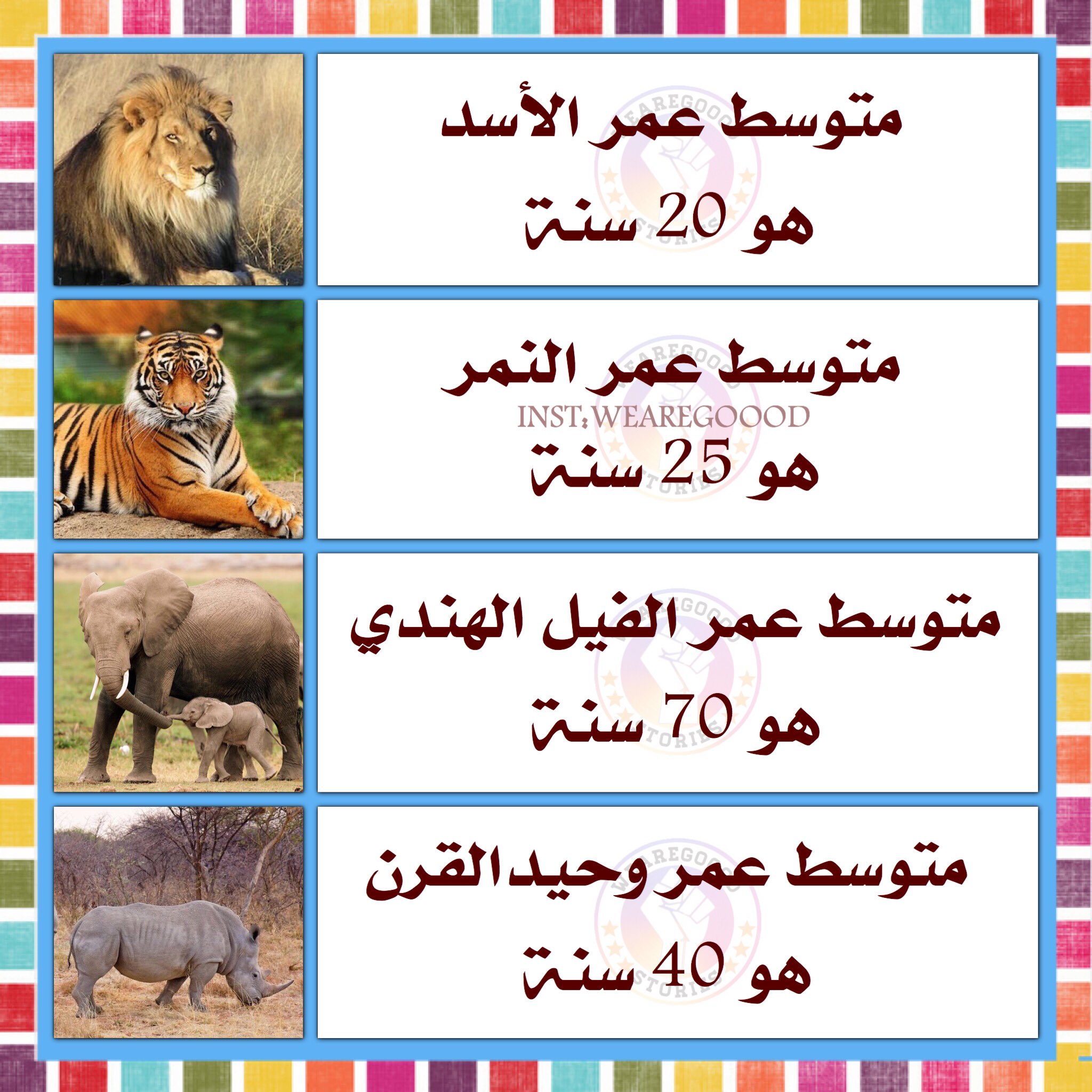 معلومات قصص على تويتر متوسط ​​عمر الحيوانات الأسد النمر الفيل وحيد القرن الشمبانزي الكنغر الزرافة الجمل الكلب الأرنب القط الباندا الخلد إبسوم Https T Co 5fonokel9y