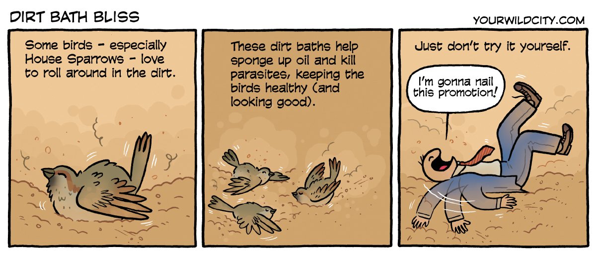 From the archives: Dirt Bath Bliss. yourwildcity.com/comic/dirt-bat…