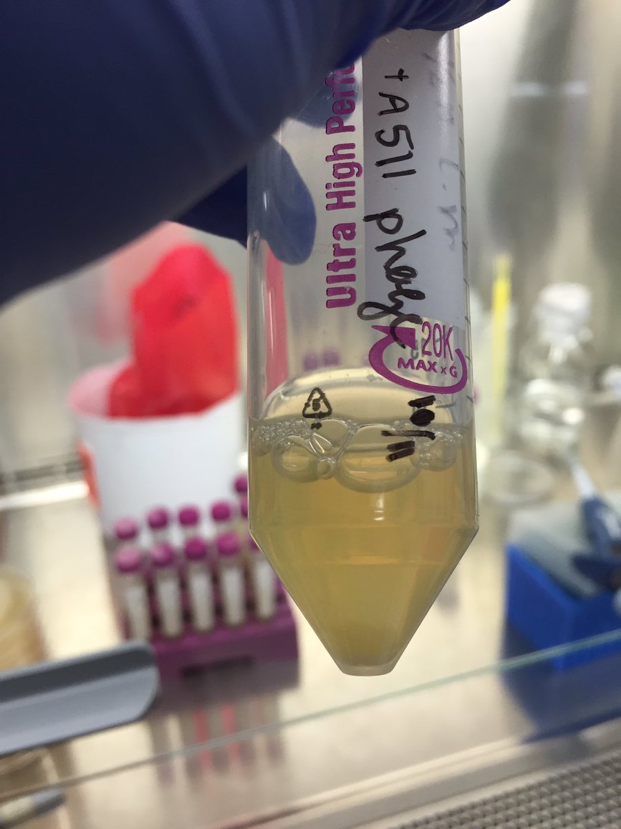 UMDTeamPhage's tweet photo. We are just 11% away from our goal with just under 3 days left! Help us reach our goal! https://t.co/c83iUglNFS #UMDPhage https://t.co/aUDL5idxSH