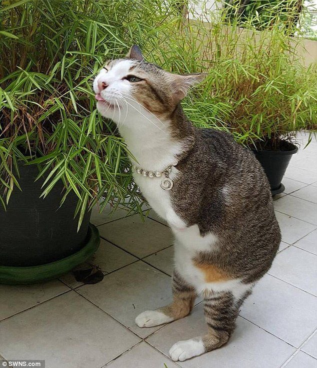 coojimb's tweet photo. if catplex and feet had a child https://t.co/kGCi16cDCI