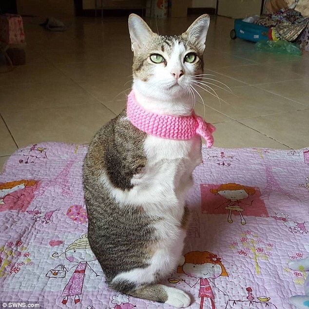 coojimb's tweet photo. if catplex and feet had a child https://t.co/kGCi16cDCI