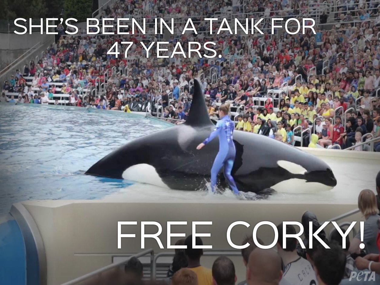 PETA on Twitter "Corky has been captive for almost 50 yearsthe