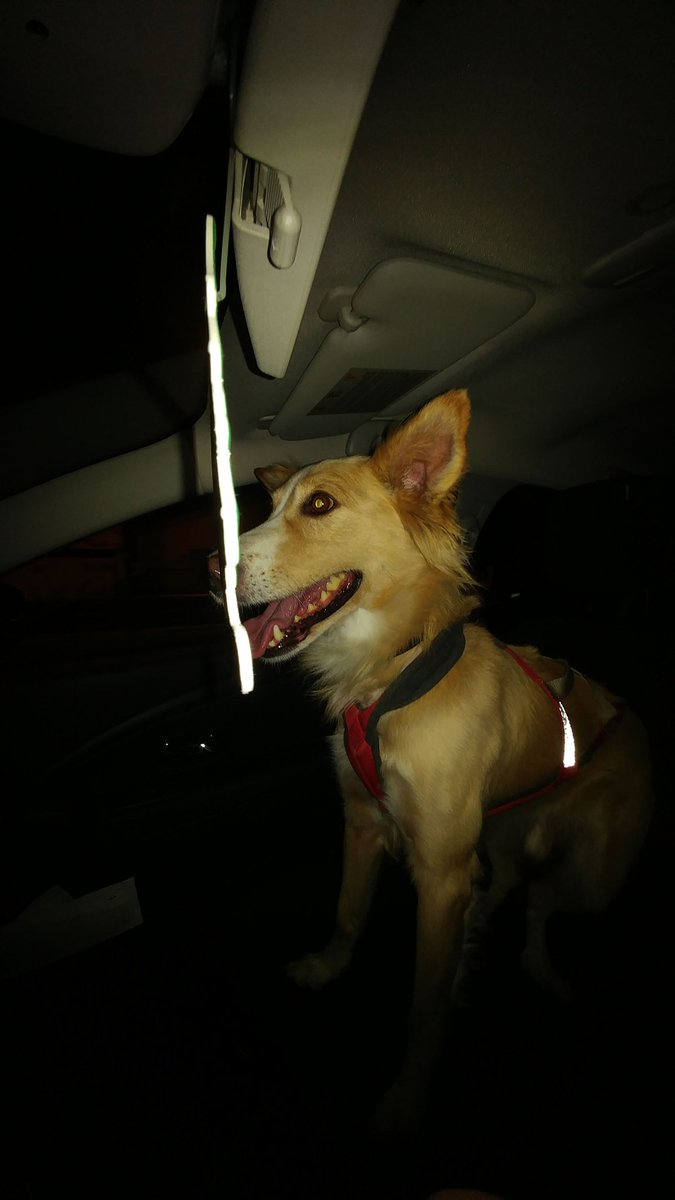 PERRO ENCONTRADO ZONA GINES CASTILLEJA (ALJARAFE SEVILLA)POCA EDAD COLOR BEIGE Y BLANCO,macho RT por favor!!!! 622191626