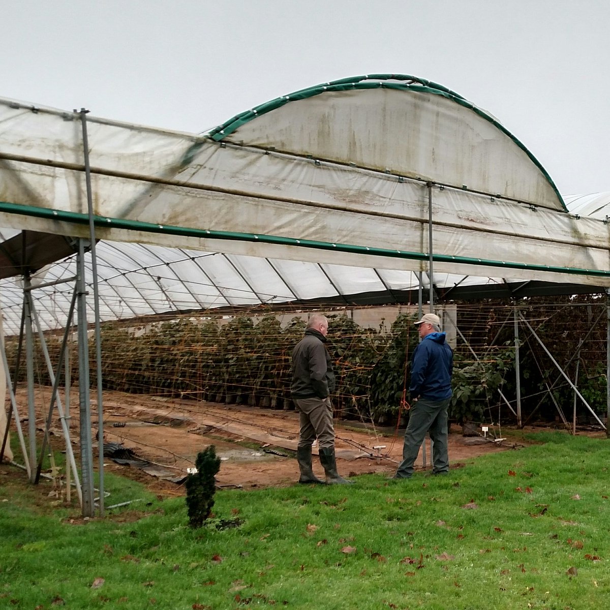 HTGrowers's tweet photo. Visit with Mark Woodhead at #Haygrove, Ledbury, UK to learn more about high tunnel systems. #hightunnels #haygrove #HTG https://t.co/jdzMmCIX9X