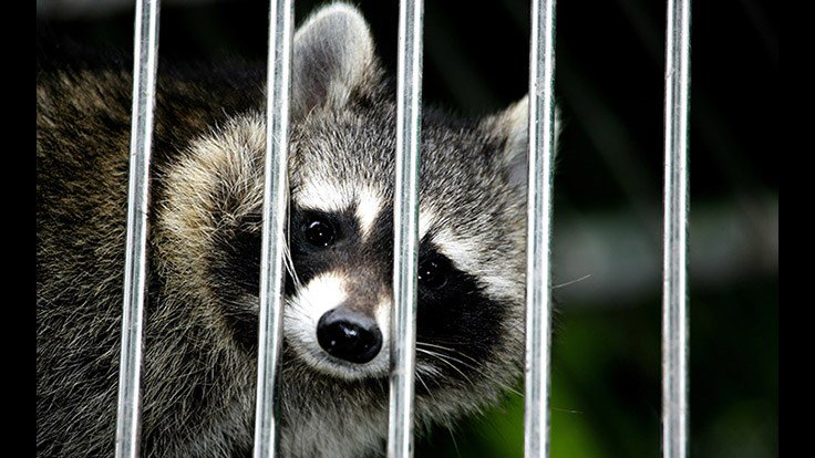 PCTMagazine's tweet image. POLL: In the past year, has your company experienced an increase in wildlife management service requests? pctonline.com/article/poll-w…