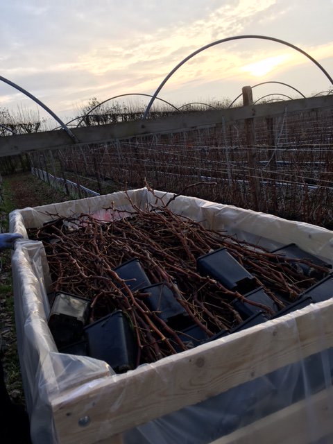 vandaag longcane frambozen planten ingepakt van het soort Kwanza.
