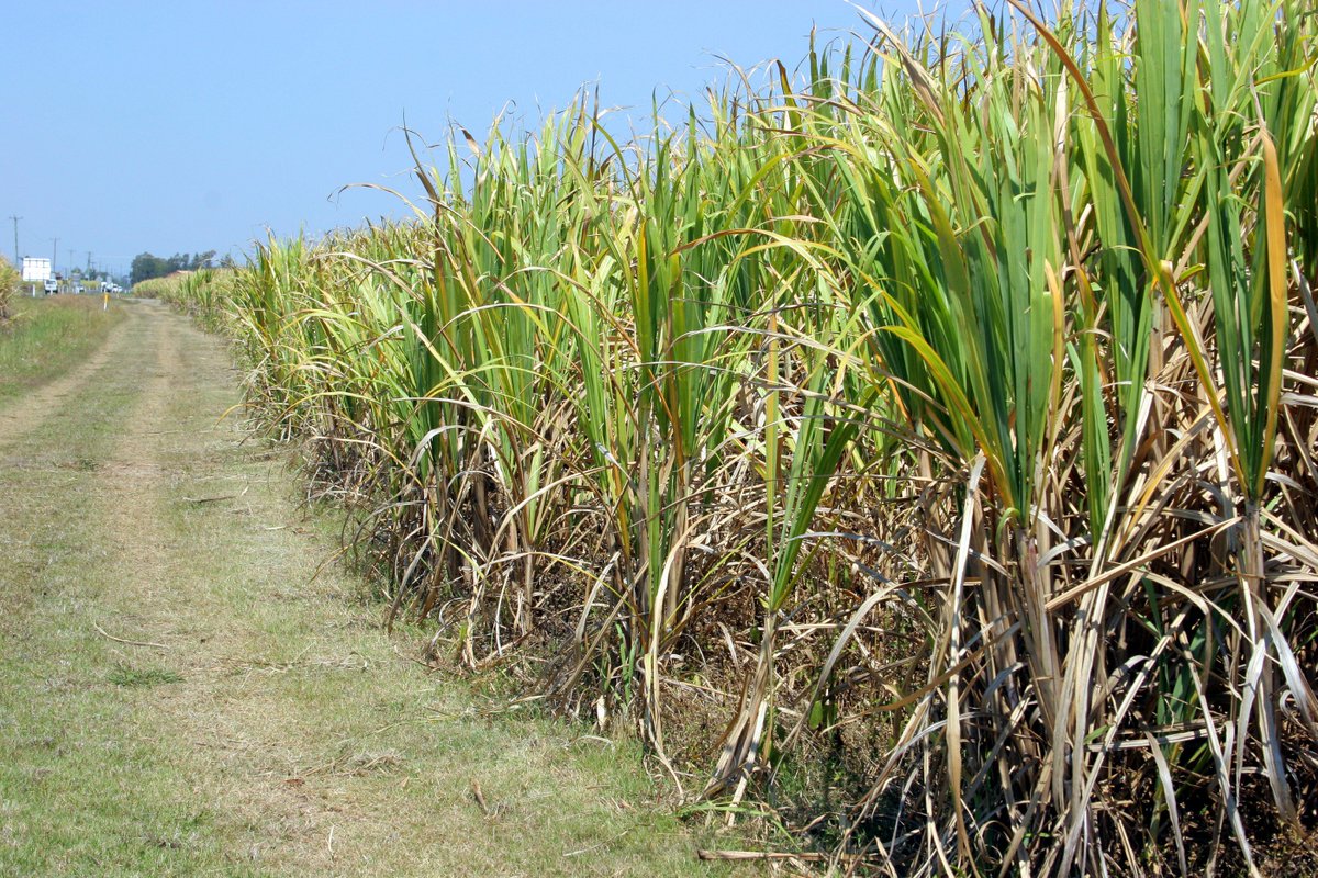We’re proud to back QLD’s #sugarcane industry, approving over $126M in business loans and disaster assistance in the last 5 years alone