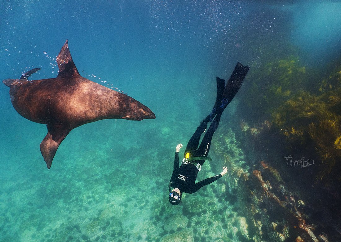 I just spent four incredible days on the south coast. Here's @WhaleGirlAnita, upside down with a seal, in the waters off #MontagueIsland.