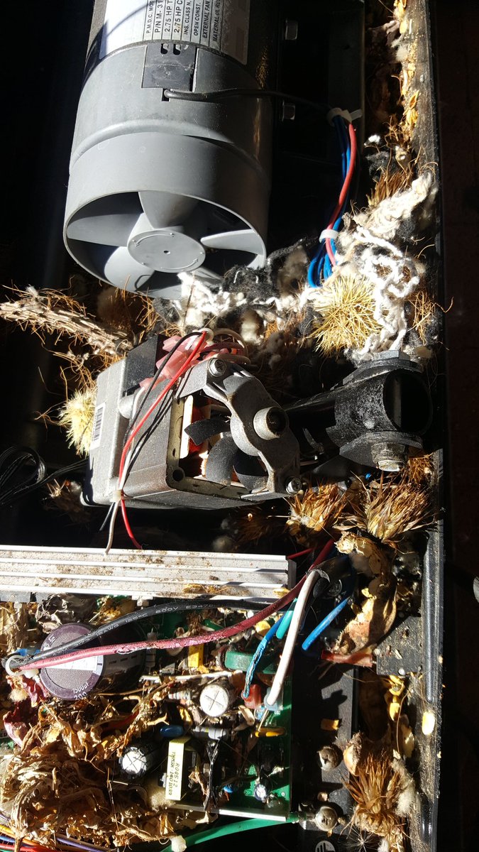 FixnessAz's tweet image. Don&apos;t leave your treadmill outside it is the perfect nesting ground for a rat.