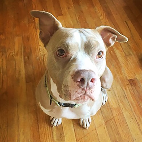 bestfriends's tweet image. Emmy, Queen and Oscar are hoping to find loving families for the holidays! RT to help make their wish come true: bit.ly/2gSxgXi.