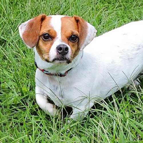 bestfriends's tweet image. Emmy, Queen and Oscar are hoping to find loving families for the holidays! RT to help make their wish come true: bit.ly/2gSxgXi.