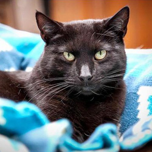 bestfriends's tweet image. Emmy, Queen and Oscar are hoping to find loving families for the holidays! RT to help make their wish come true: bit.ly/2gSxgXi.