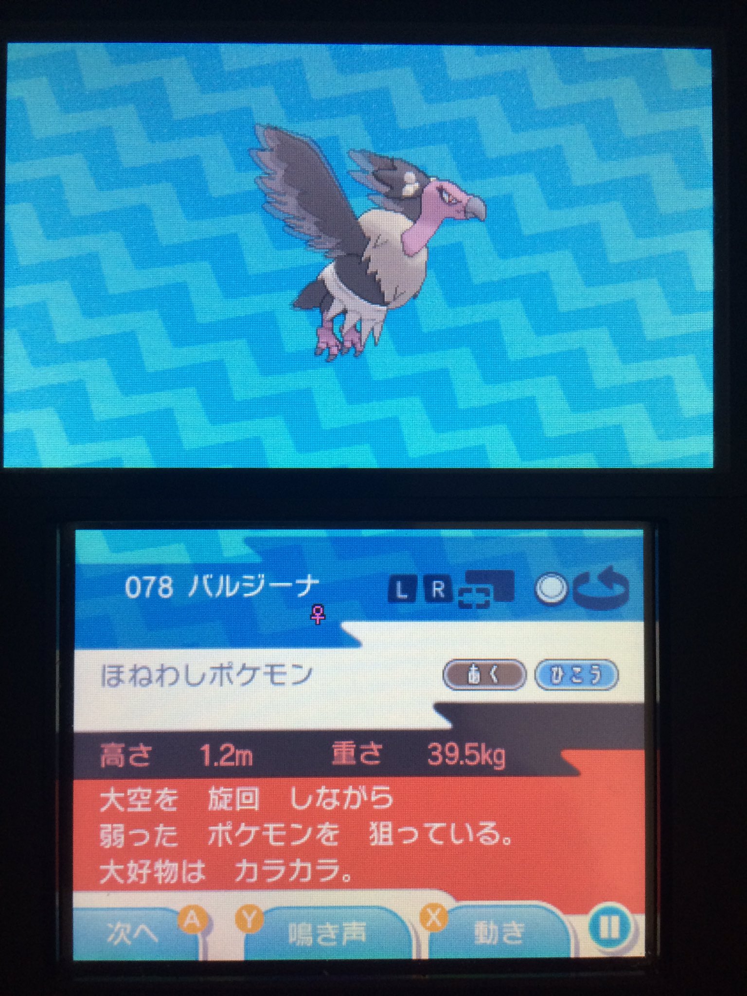 すたっ En Twitter アローラガラガラがゴーストタイプの理由 母親と死に別れるだけでなく 仲間がバルジーナにも喰われる可哀想なカラカラ一族 こりゃゴーストになってもおかしくないわ T Co Uyrwuyvepl Twitter