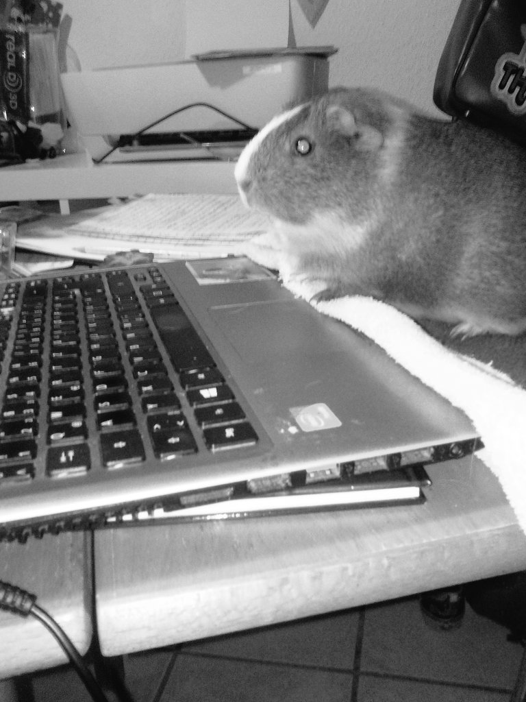 SchepersJudith's tweet image. Ghostwriter gefunden. @Alle