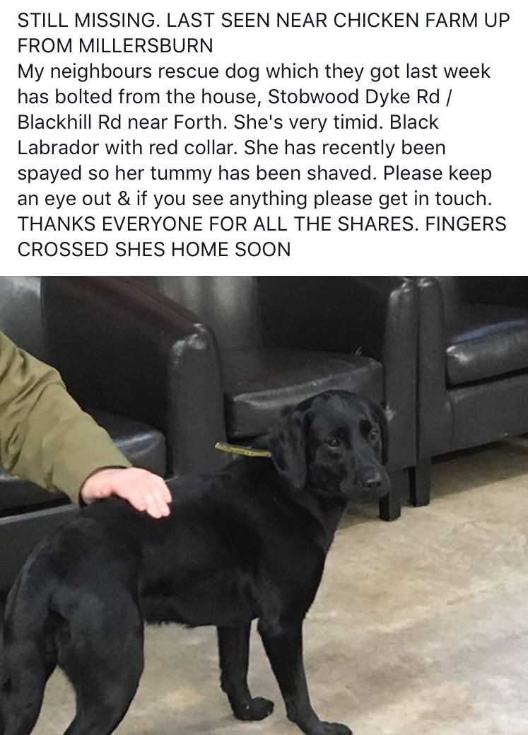 Former resident Millie has gone missing from her new home, please share so we can get her back. <a href="/DogsTrust/">Dogs Trust 💛🐶</a> <a href="/WestLothianCour/">West Lothian Courier</a>