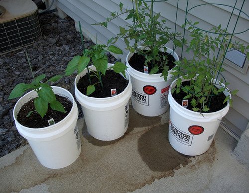 IntheBendfarm's tweet photo. Big yields, small spaces-best crops to grow in buckets. #D600MLS
https://t.co/eSUsMt9gzM https://t.co/f6mrCiy5u2