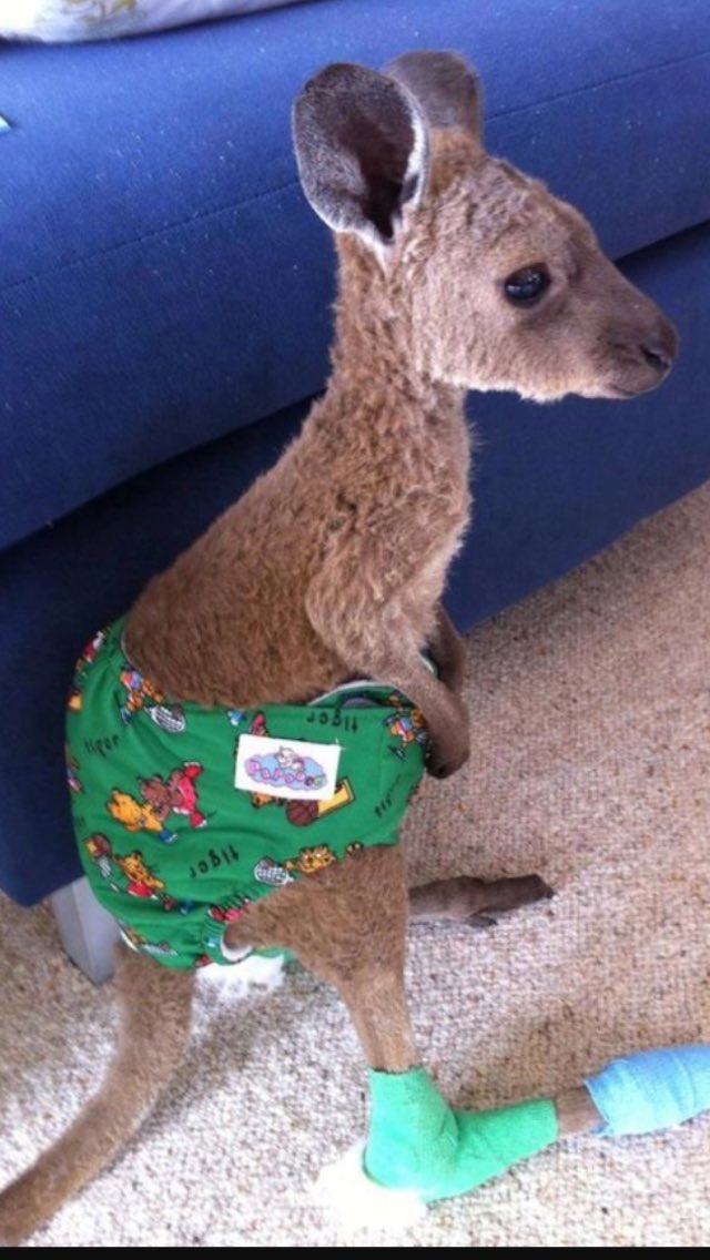 RomanMoore2's tweet photo. Happy birthday to the little Joey! https://t.co/tm609myYTZ