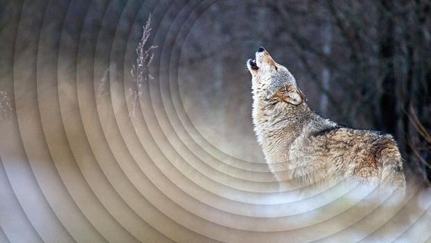 Headphones on! RT <a href="/FastCoExist/">Jackie Painter</a>: Digital exploration of nature's beautiful, melancholy sounds buff.ly/2gSmdNA