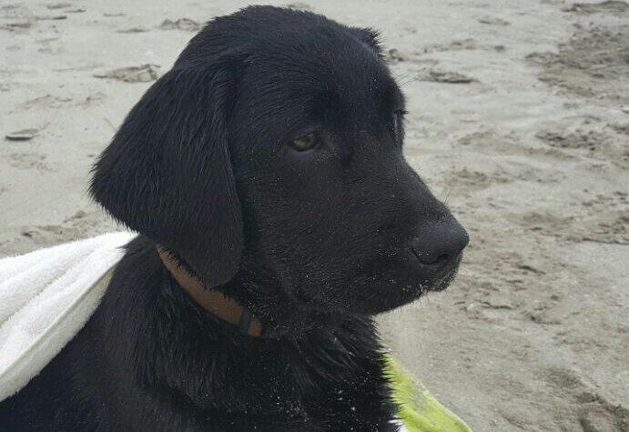 <a href="/TonkaTP/">Tonka Tomicic</a> <a href="/Mega/">Mega</a> <a href="/SoledadOnetto/">Soledad Onetto G.</a>
''BUSCANDO A LA PANDA'', perrita de Terapia. 
<a href="/diana_bolocco/">Diana Bolocco</a> <a href="/CrisSanchezTV/">Cristian Sánchez B.</a> <a href="/Alexis_Sanchez/">Alexis Sánchez</a> <a href="/kingarturo23/">Arturo Vidal</a>