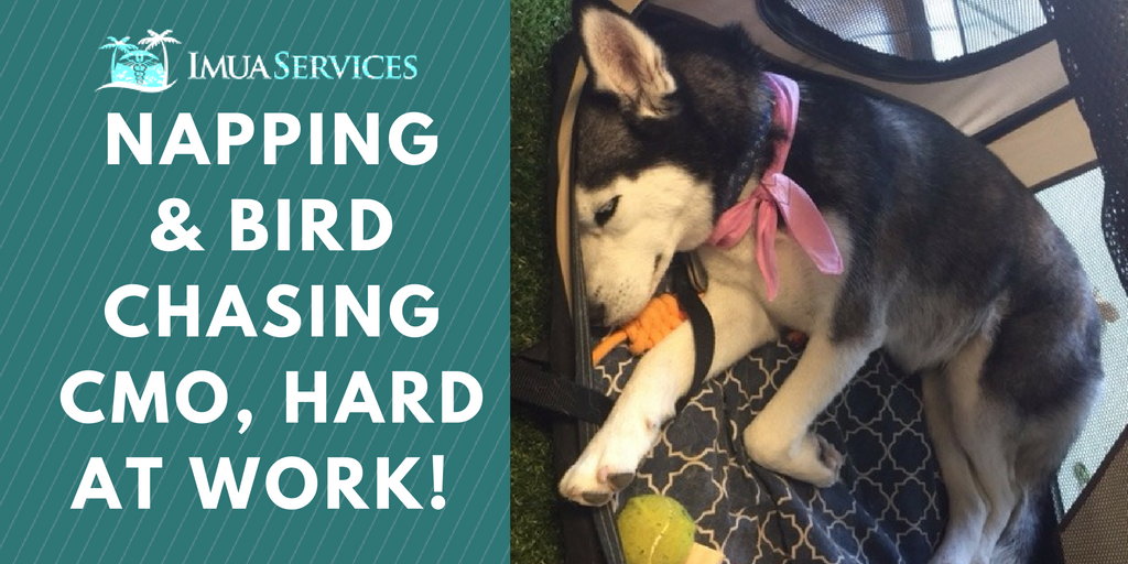 meghanMalonso's tweet photo. #Napping & #birdchasing CMO, hard at work! #dogsoftwitter #doglover #dogslife #dogstagram https://t.co/z0WNP3CVTj