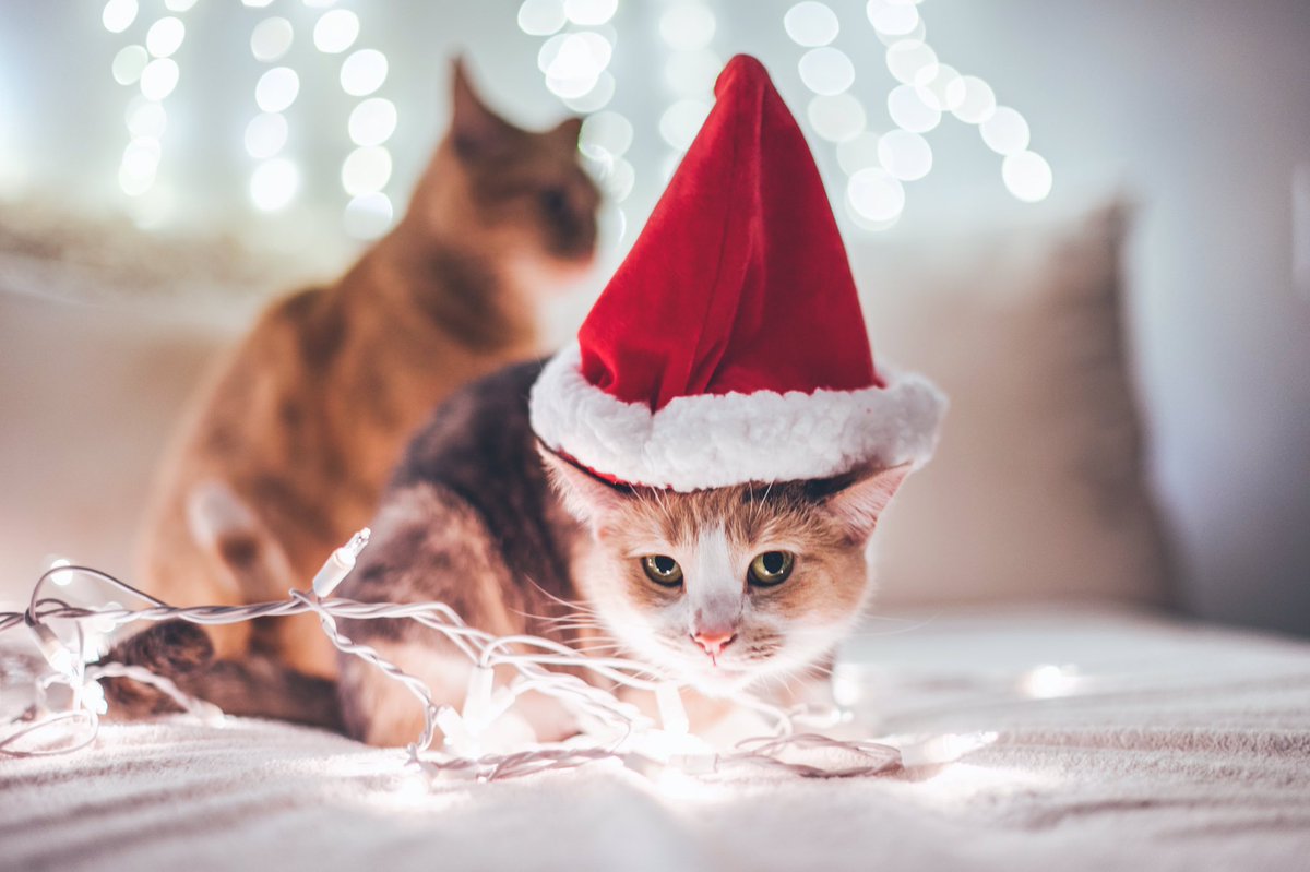 Brandonwoelfel's tweet photo. Me the whole month of December🐱✨ https://t.co/vqK6OCqZfL