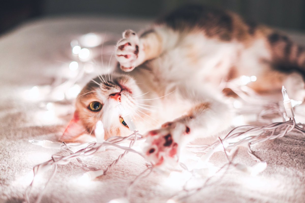 Brandonwoelfel's tweet photo. Me the whole month of December🐱✨ https://t.co/vqK6OCqZfL