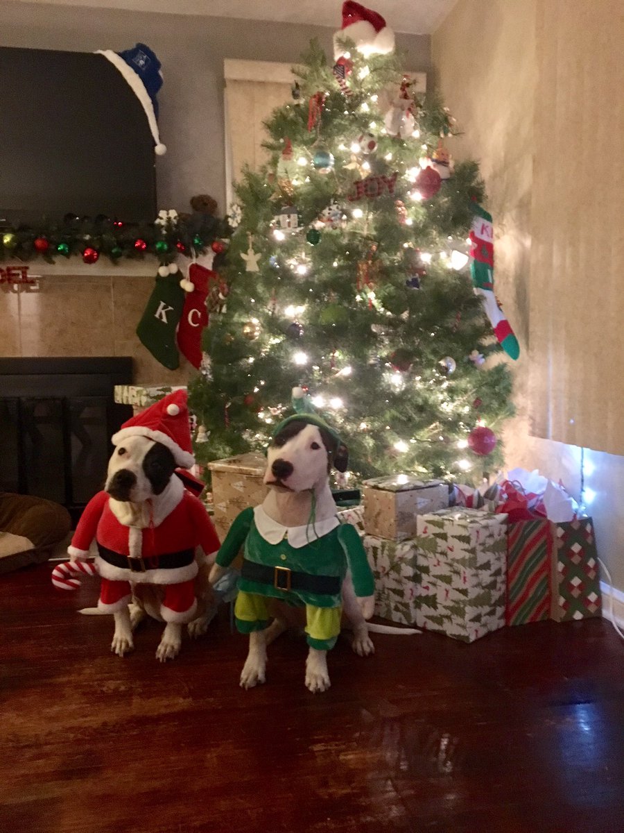 kateykate_'s tweet photo. #MerryChristmas from #SantaPaws and her #ElfBullTerrier!! 🎄🐶❤️ https://t.co/YdX0oK4WMg