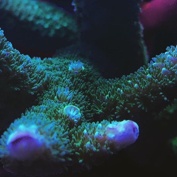 PolypLab's tweet photo. @theredbaron06 thanks for the kind words! Nice piece! 😎👍🏻 #polyplab
.
.
.
.
#coral #reefta… https://t.co/0I1zLXAger https://t.co/NbbiUWtpUF