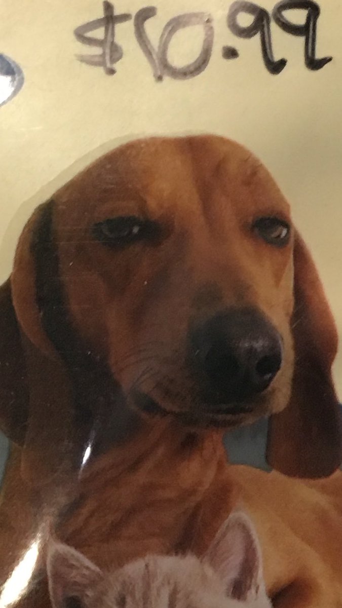 jalopez95's tweet photo. When they make edibles for your dog/cat https://t.co/KfKjDlfouR