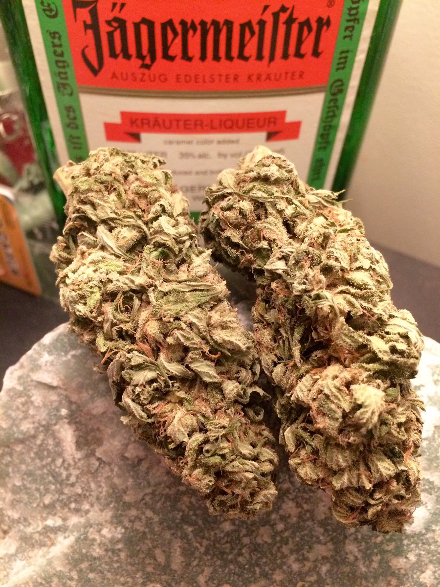 brokenbowls's tweet photo. a few gorgeous 3.5 gram buds of sea warp 😍👭🍁 #bcbud #seaward #sativa #ilikebigbuds #mondayfunday #stoners #marijuanacrushmonday #smokebefore https://t.co/SrE4BGQlUP