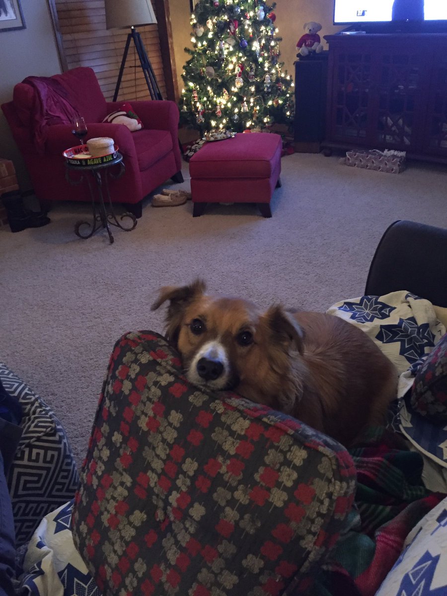 Leon_The_Dog's tweet photo. Brian thinks he is blocking me from his food but he actually gave me a nice chin rest. #HungryEyes #NoSnacksForAWeek #NotDrooling https://t.co/99A8yXjGDt