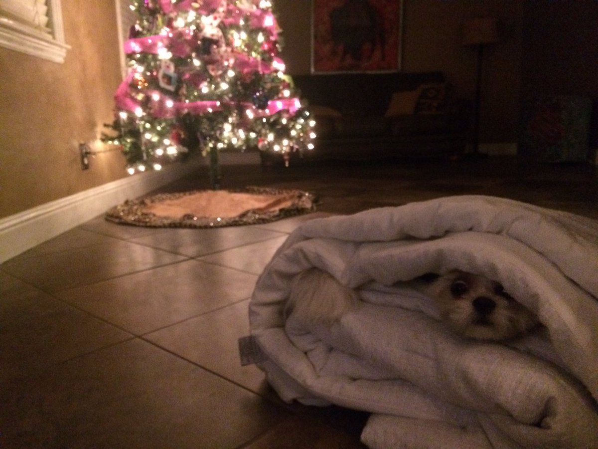 BeastModeBDC's tweet photo. When you decide to fold clothes and your dog is cold.... #ShitZu #shenanigans #funny #dogsoftwitter #mondaymood #mondayfeeling https://t.co/tOVR6Xcge7